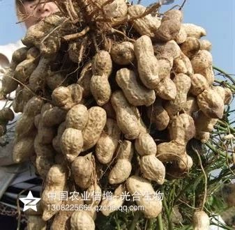 吨花一号花生-高产超吨花生产品-中国农业倍增研究所