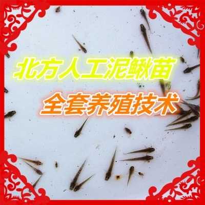 大量台湾泥鳅苗_提供台湾鱼类